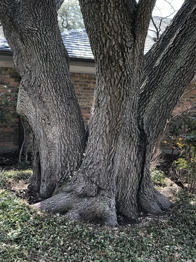 Mature heritage tree close to a Lisbon property cared for by certified arborists